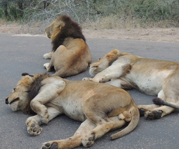Kruger National Park: safari di un'intera giornata con prelievo
