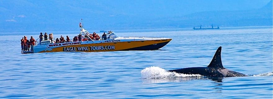 Victoria : excursion matinale d'observation des baleines à bord du Scarab Boat