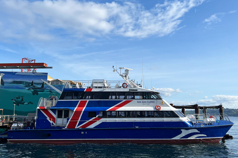 Seattle: Half-Day Wildlife and Whale Watching Cruise Standard Seating