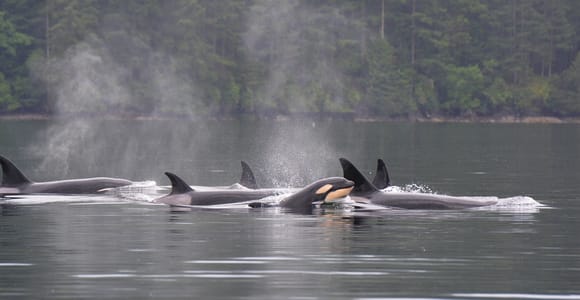 Seattle: Halbtägige Wildtier- und Whale-Watching-Bootsfahrt