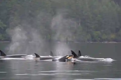Seattle: Half-Day Wildlife and Whale Watching Cruise