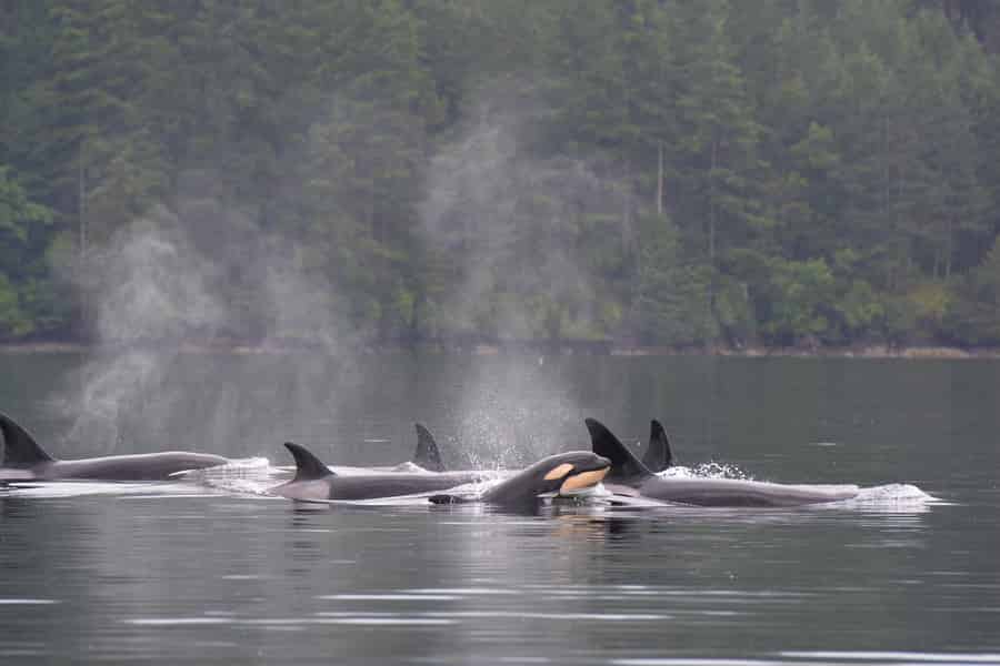 Seattle: Halbtägige Wildtier- und Whale-Watching-Bootsfahrt. Foto: GetYourGuide