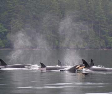Seattle: Crucero de medio día para avistamiento de ballenas y fauna salvaje