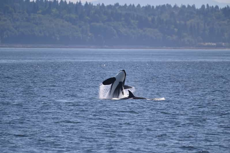 Seattle: Half-Day Whale Watching Tour | GetYourGuide