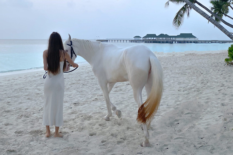 Holbox: passeio guiado a cavalo na praia