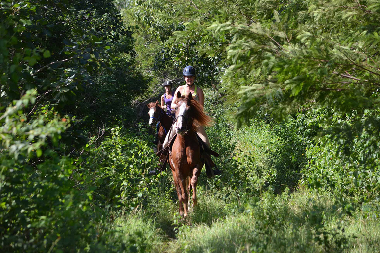 Holbox: passeio guiado a cavalo na praia