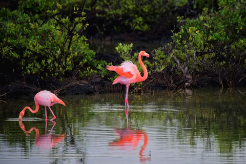 Holbox: Guided Horseback Ride on the Beach