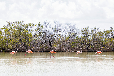 Holbox: Guided Horseback Ride on the Beach