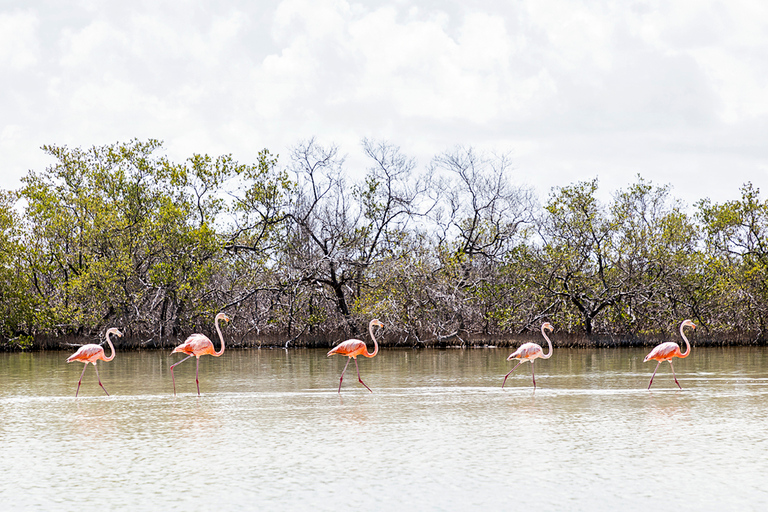 Holbox: passeio guiado a cavalo na praia