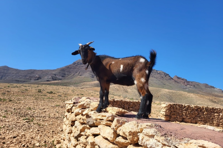 Fuerteventura: Trekking z kozami i wycieczka panoramiczna