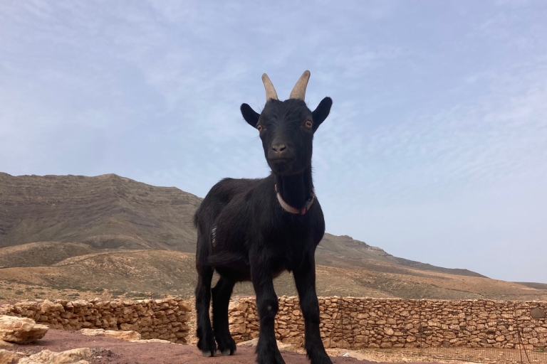 Fuerteventura: trektocht met geiten & vergezichten