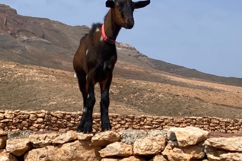 Fuerteventura: Trekking with Goats & Panorama Tour