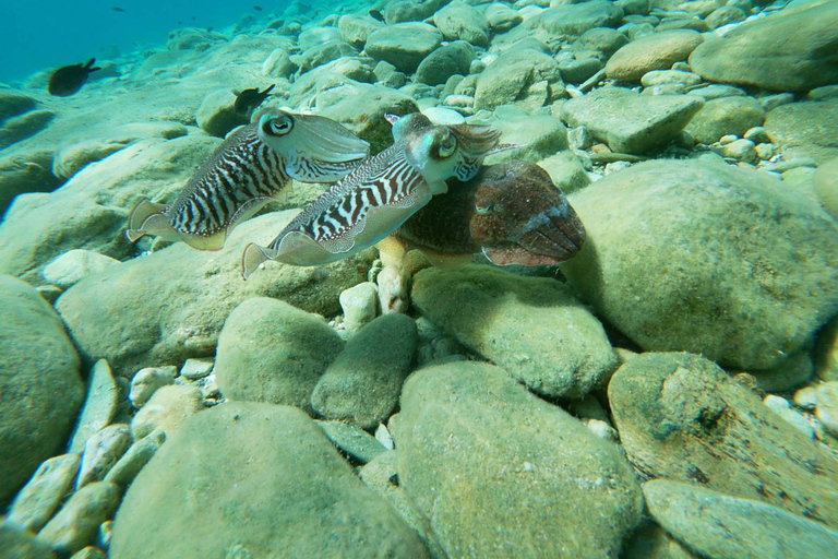 Agia Pelagia: Beginner's SSI Basic Diver Program w/2 Dives