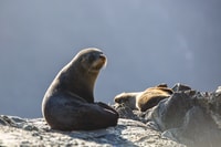 Milford Sound, croisière sauvage avec guide de la nature - Hizvo