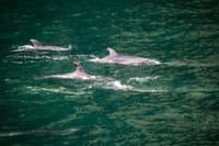 From Te Anau, Milford Sound Cruise and Coach Day Trip - Housity