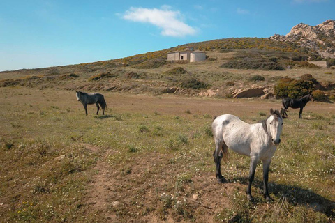 From Stintino: Asinara Sailboat Tour with Lunch Sailboat Tour and Lunch with 11 Seats