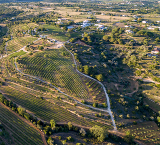 Wine Tours and Tastings in Faro