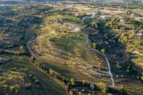 Porches : Visite des vignobles de l'Algarve et dégustation de vins