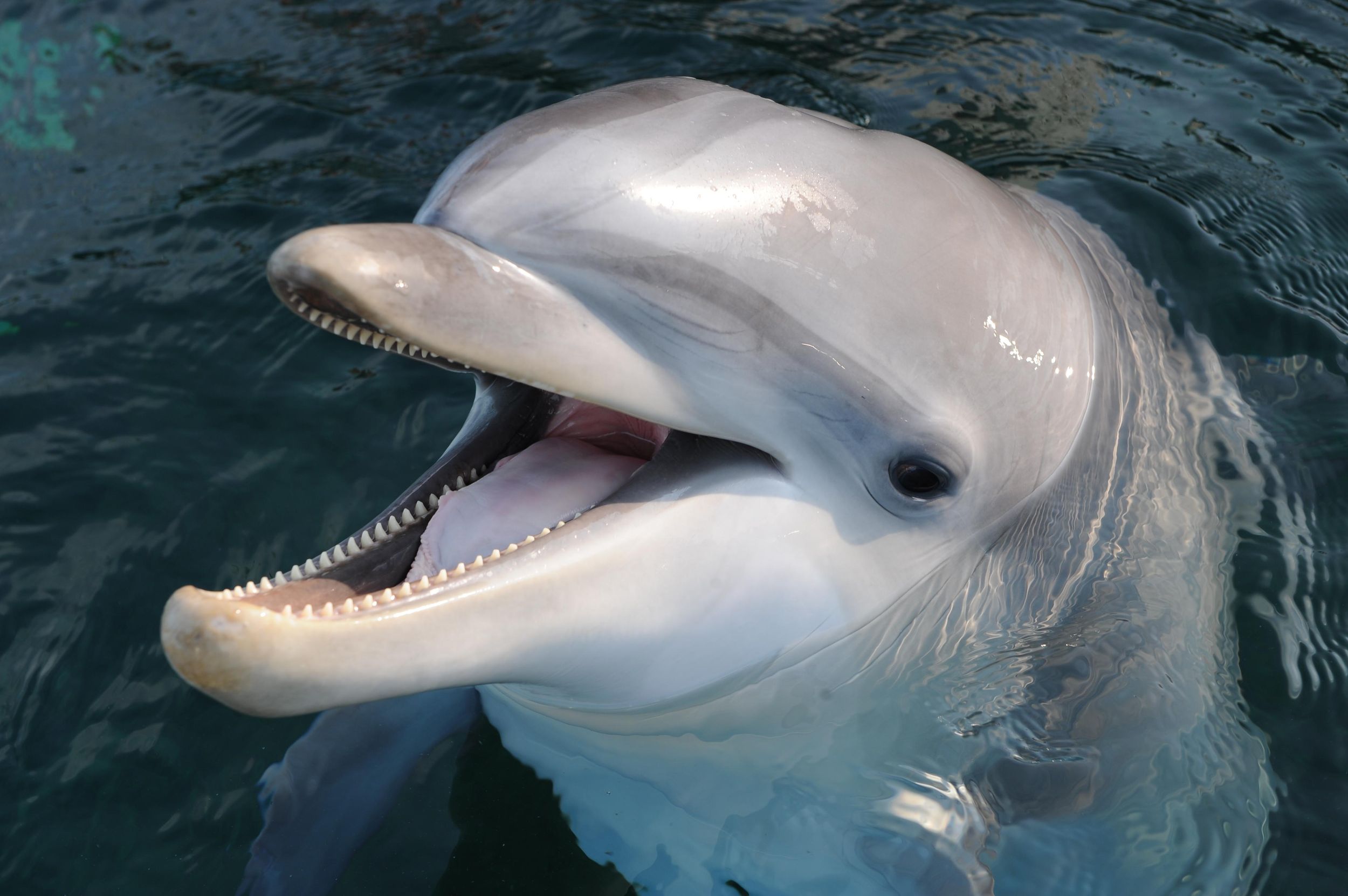 Genua: Aquarium von Genua & Ticket für Città dei bambini