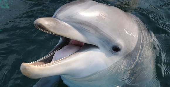 Genoa: Aquarium of Genoa & City of Children and Youth Ticket