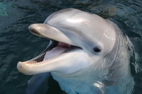 Genova, Acquario di Genova e City of Children and Youth Ticket - Housity