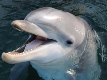 Genua: Aquarium von Genua & Ticket für Città dei bambini