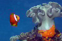 Genova, Acquario di Genova e City of Children and Youth Ticket - Housity