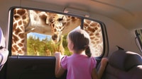 Puebla Africam Safari Park, Leben Sie ein unvergessliches Abenteuer! - Hizvo