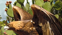 Puebla Africam Safari Park, Leben Sie ein unvergessliches Abenteuer! - Hizvo