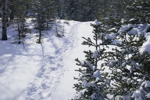 Banff: recorrido a pie por la naturalezaPaseo por la naturaleza de Banff