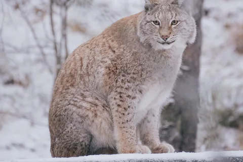 Visit Ranua Wildlife Park with Photographer