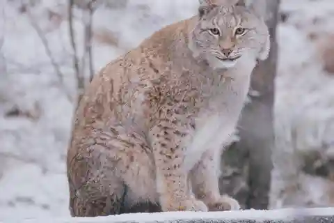 Besök Ranua Wildlife Park med fotograf