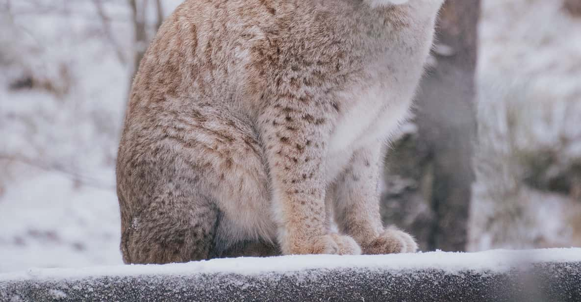 Bezoek Ranua Zoo met fotograaf | GetYourGuide