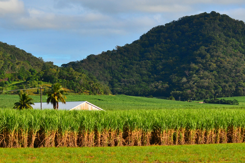 Cairns: Aquarium Visit and City Sightseeing Tour with Lunch