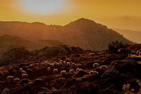 Heraklion: Safari al atardecer con cena y ProseccoKato Gouves: Safari al atardecer con cena y Prosecco ilimitado