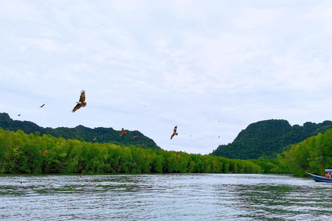 Signature Mangrove Discovery Boat Tour - 4 hours (Shared)