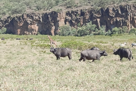 Nairobi: visite privée de 5 jours du Masaï Mara, Nakuru et Naivasha