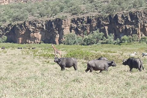 Nairobi: visite privée de 5 jours du Masaï Mara, Nakuru et Naivasha