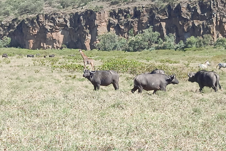 Nairobi: Private 5-tägige Masai Mara, Nakuru und Naivasha Tour