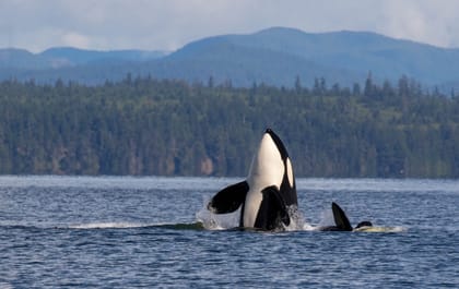 Campbell River, Whale Watching Zodiac Boat Tour with Lunch - Housity