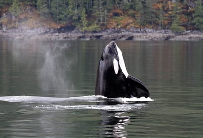 Campbell River, Whale Watching Zodiac Boat Tour with Lunch - Housity