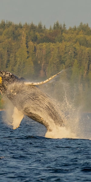 Campbell River, Whale Watching Zodiac Boat Tour with Lunch - Housity