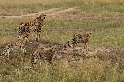 Safari budgétaire de groupe de 8 jours à travers le Kenya et la TanzanieSafari de 8 jours au Kenya et en Tanzanie Hébergement amélioré