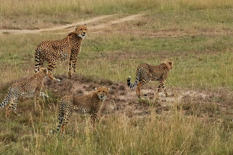 Safari budgétaire de groupe de 8 jours à travers le Kenya et la TanzanieSafari de 8 jours au Kenya et en Tanzanie Hébergement amélioré