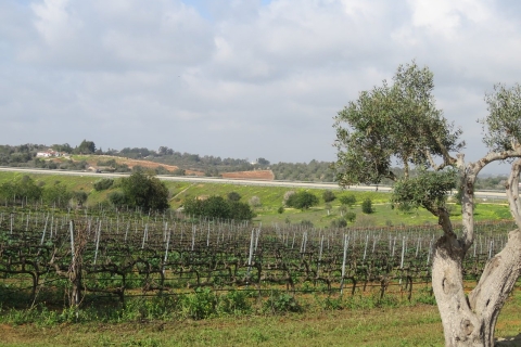 Ab Lagos: Private Algarve-Weinkellerei-Tour mit Verkostungen