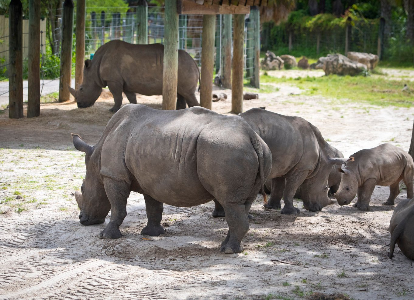 Tampa: Adgangsbillet til ZooTampa i Lowry Park