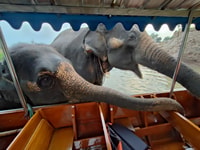 Bangkok, Privatreise zu Ayutthaya Tempeln & Nachtmarkt - Hizvo