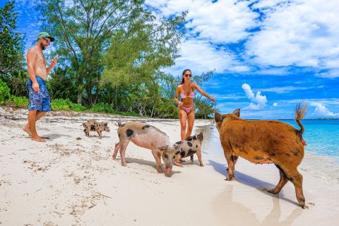 Pearl Island: Varkensstrand met lunch