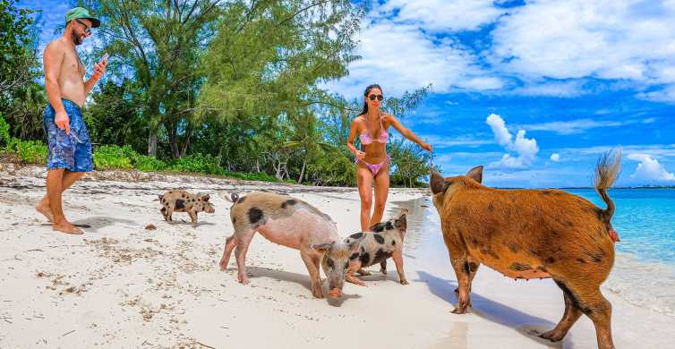 Pearl Island Pigs Beach with Lunch GetYourGuide