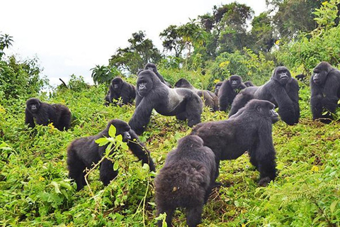 1 Day gorilla trekking safari tour, volcanoes national park.